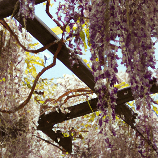 wisteria snoeien