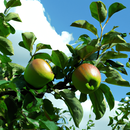 appelboom snoeien