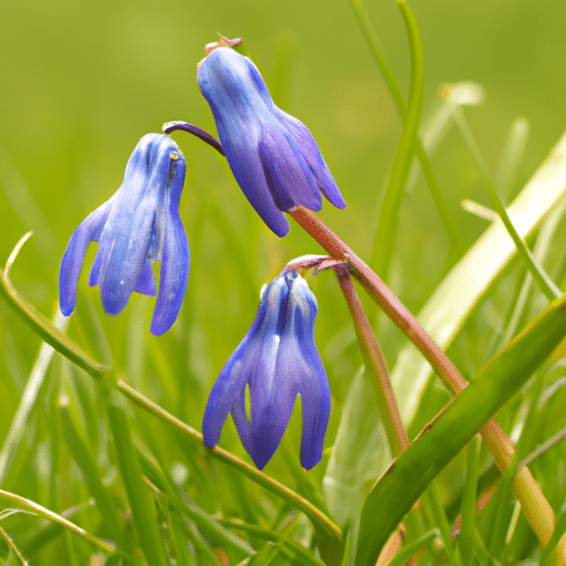 Blauwguichelheil snoeien