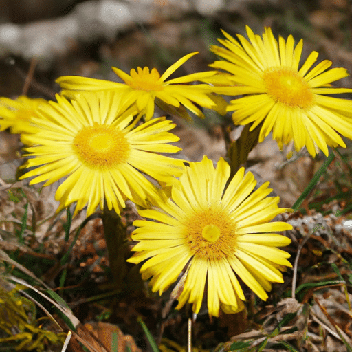 Pyreneseadonis snoeien