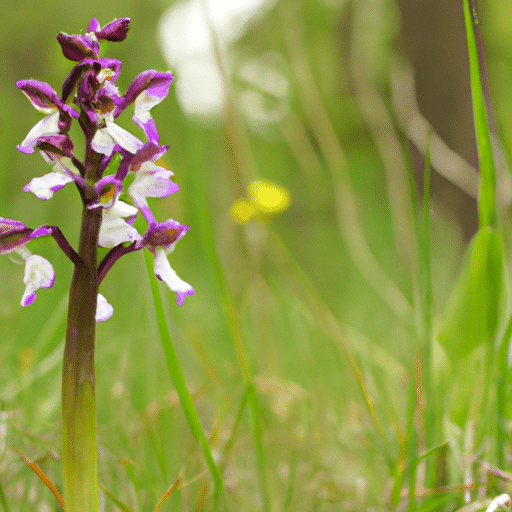 Vlinderorchis snoeien