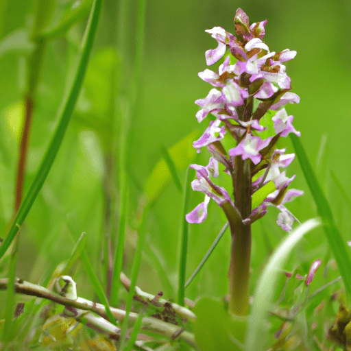 Moerasorchis snoeien