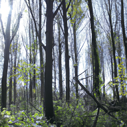 Vederesdoorn snoeien