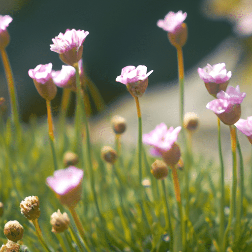 armeria maritima snoeien