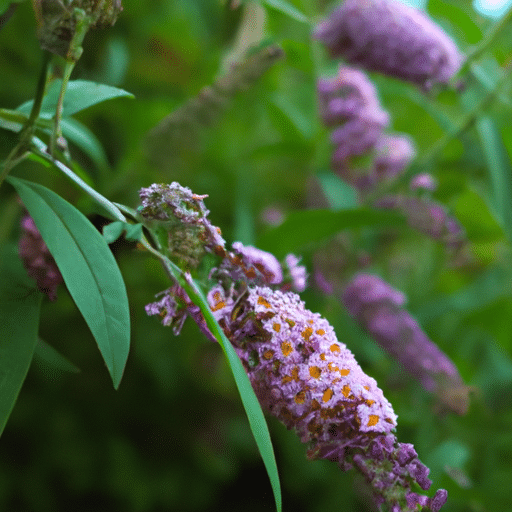 buddleja snoeien