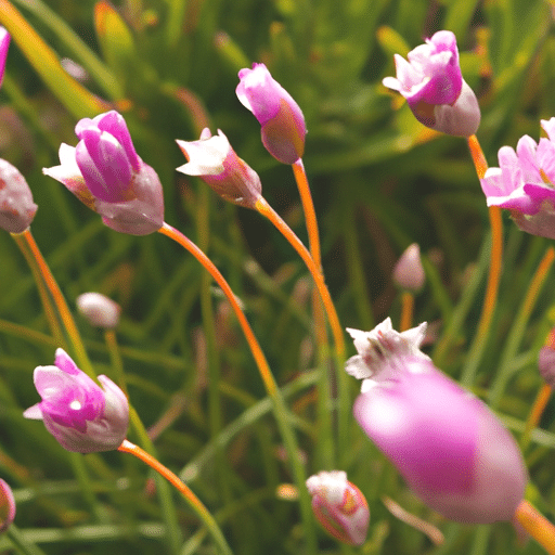 armeria maritima verzorging