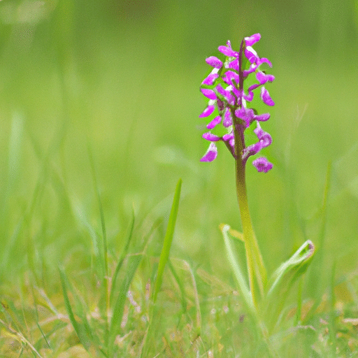 IJlemoerasorchis snoeien