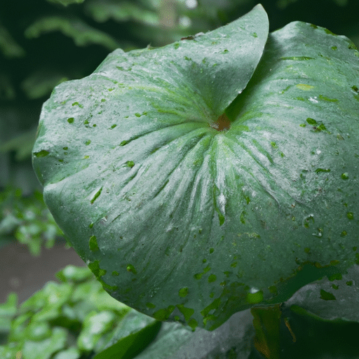 Duizendblad snoeien