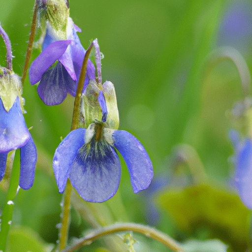 Blauwemonnikskap snoeien