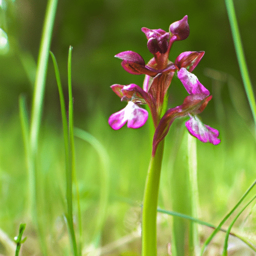 Welriekendewantsenorchis snoeien