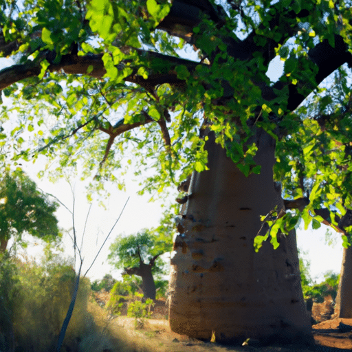 Fonybaobab snoeien