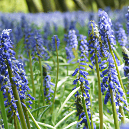 blauwe regen snoeien