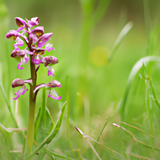 Wantsenorchis snoeien