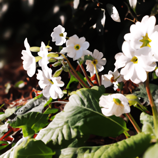 Fioringras snoeien