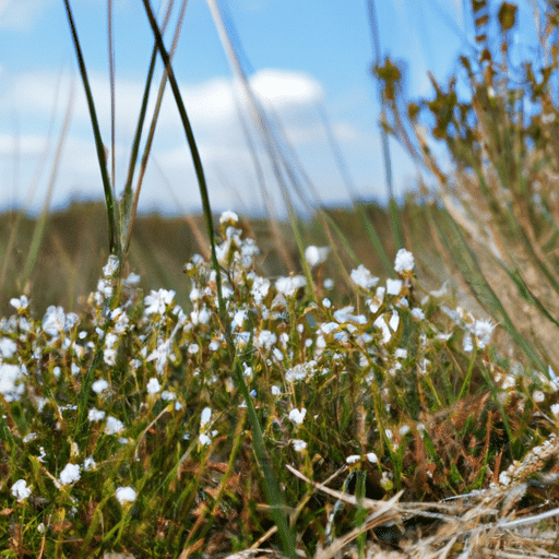 Zandbloem snoeien